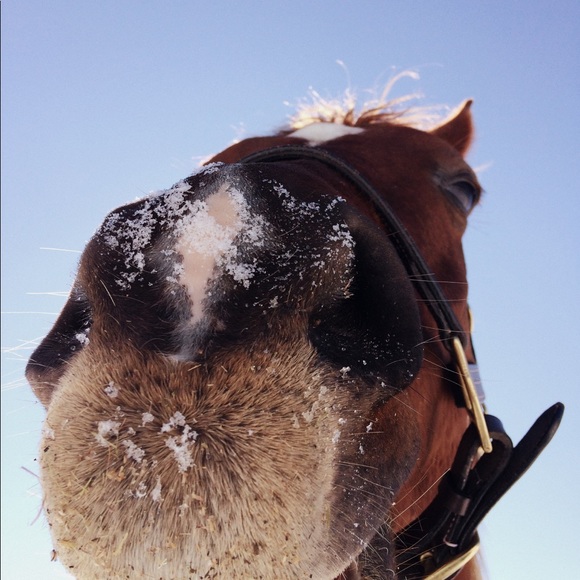 leahequine
